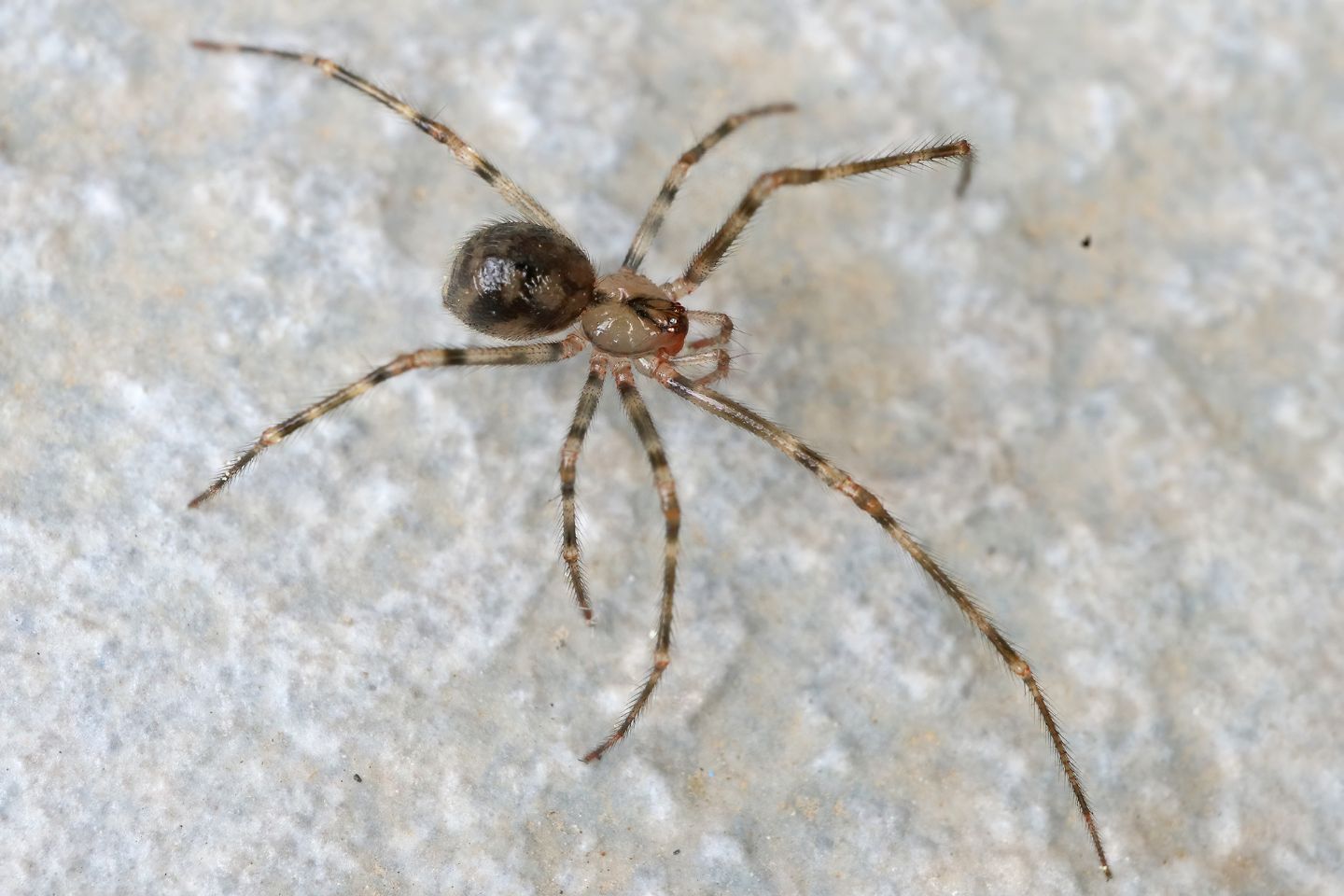 Metellina merianae e Nesticus cellulanus  - Portovenere (SP)